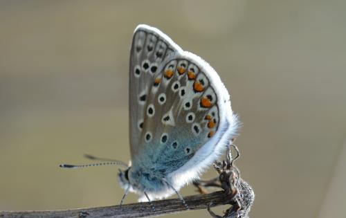 Réf. 337 546 : Polyommatus icarus